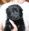 Photo №3. Black german shepherd puppies. Russian Federation
