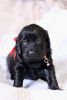 Photo №2 to announcement № 9300 for the sale of flat-coated retriever - buy in Russian Federation from nursery