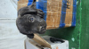 Photo №4. I will sell cane corso in the city of Tashkent. private announcement - price - 200$