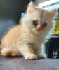 Photo №1. british longhair - for sale in the city of Auckland | 400$ | Announcement № 13803