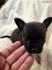 Additional photos: Chihuahua puppies