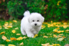 Photo №2 to announcement № 10627 for the sale of bichon frise - buy in Ukraine from nursery