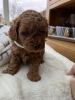 Photo №2 to announcement № 103505 for the sale of poodle (toy) - buy in Germany private announcement