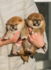 Photo №2 to announcement № 125864 for the sale of shiba inu - buy in Belarus from nursery