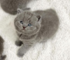 Photo №1. british shorthair - for sale in the city of Jersey City | 350$ | Announcement № 102880