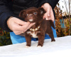 Photo №2 to announcement № 13871 for the sale of chihuahua - buy in Russian Federation breeder