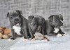 Photo №1. staffordshire bull terrier - for sale in the city of Prague | negotiated | Announcement № 81734