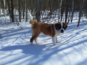 Photo №2 to announcement № 1556 for the sale of st. bernard - buy in Russian Federation breeder
