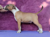 Photo №1. bull terrier - for sale in the city of Belgrade | negotiated | Announcement № 120004