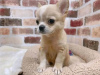 Photo №2 to announcement № 123078 for the sale of chihuahua - buy in Portugal 