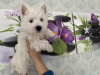 Photo №1. west highland white terrier - for sale in the city of Daugavpils | negotiated | Announcement № 78212