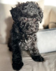 Photo №3. Beautiful Toy poodle puppies. Germany