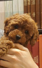 Photo №4. I will sell poodle (royal) in the city of Belgrade. breeder - price - negotiated