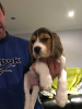 Photo №1. beagle - for sale in the city of Berlin | 317$ | Announcement № 100514