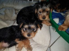 Photo №3. Two beautiful female Brewer Yorkie Terrier puppies. READY NOW!. Germany