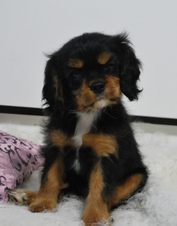 Additional photos: Cavalier king charles spaniel puppies