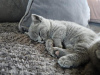 Photo №2 to announcement № 125396 for the sale of british shorthair - buy in Germany private announcement