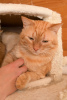 Photo №3. The magnificent cat Orange is ready to become your personal sunshine.. Russian Federation