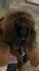 Photo №2 to announcement № 8805 for the sale of tibetan mastiff - buy in Russian Federation breeder