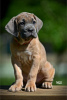 Additional photos: Cane Corso puppies