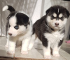 Photo №3. Stunning Pure Siberian Husky Pups. Netherlands