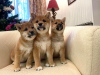 Photo №1. shiba inu - for sale in the city of Vologda | negotiated | Announcement № 44577