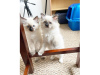 Photo №1. ragdoll - for sale in the city of Al Mahbes | negotiated | Announcement № 9918