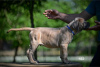 Additional photos: Cane Corso puppies