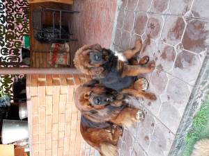 Additional photos: Tibetan mastiffs