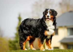 Additional photos: Bernese Mountain Dog - puppies with FCI pedigree, ZKwP
