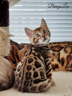 Photo №1. bengal cat - for sale in the city of Cherkasy | 792$ | Announcement № 6929