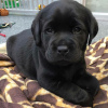 Photo №1. labrador retriever - for sale in the city of Ostrava | negotiated | Announcement № 115753