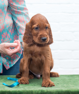 Photo №3. Irish Setter Puppies. Russian Federation