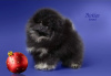 Photo №2 to announcement № 33343 for the sale of pomeranian - buy in Russian Federation private announcement