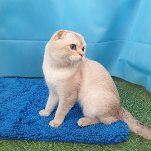 Photo №2 to announcement № 5803 for the sale of scottish fold - buy in Russian Federation from nursery