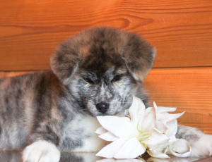 Photo №1. akita - for sale in the city of Москва | 244$ | Announcement № 4653