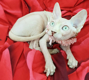 Photo №1. sphynx-katze - for sale in the city of Kiev | 455$ | Announcement № 4170