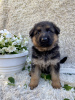 Photo №3. Puppies of the German Vivcharka. Ukraine