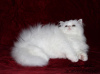 Photo №3. Gorgeous Persian kitten-boy of snow-white color PER w, modern type. Ukraine