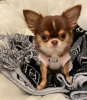 Photo №1. chihuahua - for sale in the city of Stockholm | 500$ | Announcement № 42159