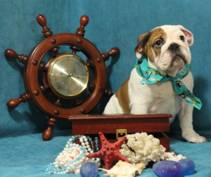 Photo №4. I will sell english bulldog in the city of Yekaterinburg. from nursery - price - negotiated