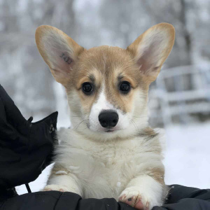 Photo №2 to announcement № 5182 for the sale of welsh corgi - buy in Ukraine private announcement