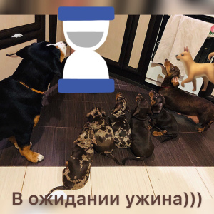 Photo №4. I will sell dachshund in the city of Sevastopol. from nursery - price - 240$