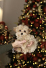 Photo №3. Maltipoo girl, super mini, micro. Poland