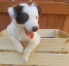 Photo №2 to announcement № 37081 for the sale of border collie - buy in Russian Federation 