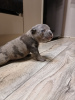 Additional photos: American Bully puppies.