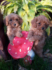 Photo №1. poodle (toy) - for sale in the city of Minsk | 400$ | Announcement № 60618