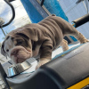 Photo №1. english bulldog - for sale in the city of Hong Kong | Is free | Announcement № 58091