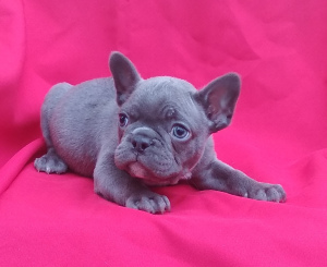 Photo №2 to announcement № 5003 for the sale of french bulldog - buy in Ukraine breeder