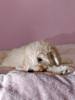 Photo №4. I will sell poodle (toy) in the city of Ruma. breeder - price - negotiated